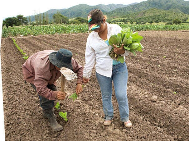 Training program for tobacco growing